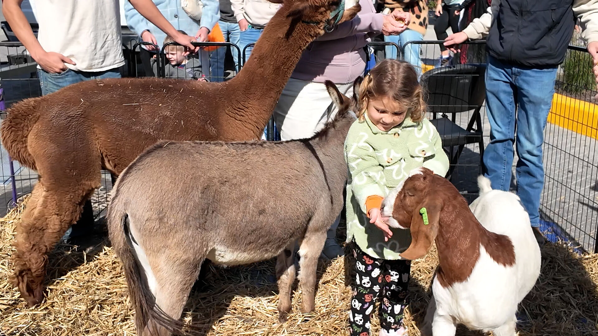 Farm animals at Sea Witch